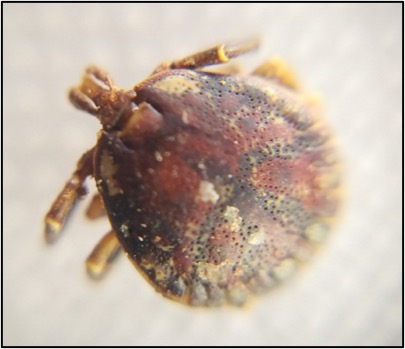 Vector de ricketsiosis y otras bacterias